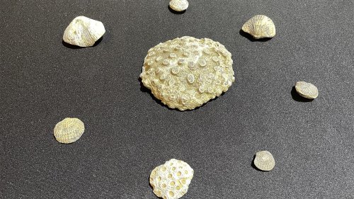 Evinde tarihi eser değerinde fosil bulunduran şüpheli gözaltına alındı