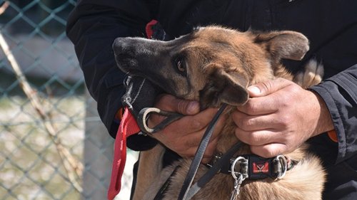 Giresun'da uçuruma düşen köpeği AFAD kurtardı