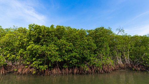 BBC Endonezya'daki 'kıyım'ı yazdı: Ormanlar odun kömürü için kurban ediliyor