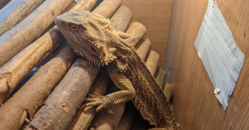 Abandoned bearded dragon found 'collapsed and emaciated' in flea-infested flat