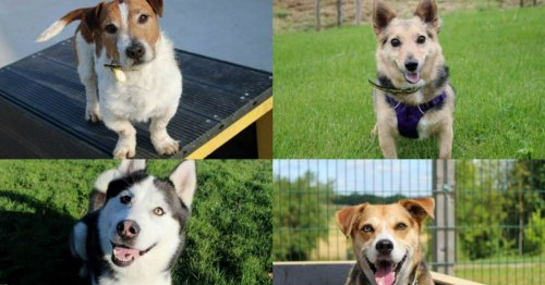 Meet the Dogs Trust pooches ready to settle with their forever families ahead of Christmas