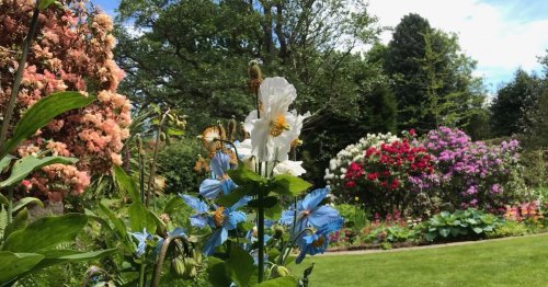 The secret Guisborough garden - and how you can see it for yourself