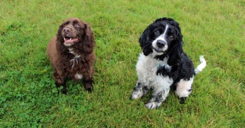 14 adorable dogs looking for their forever homes