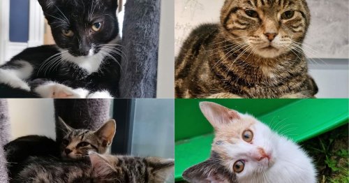 Cat rescue warns of 'double-edged sword' as surge in animals leaves shelter at 'breaking point'