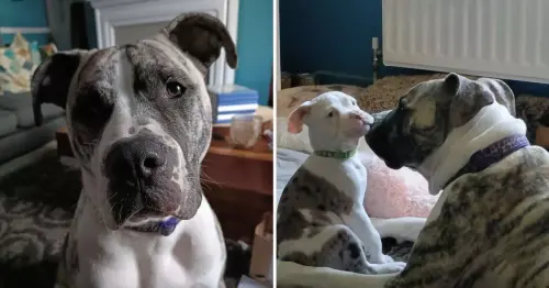 'It's no life for a dog': Heartbroken XL Bully owner speaks out as beloved pup Lola to be muzzled
