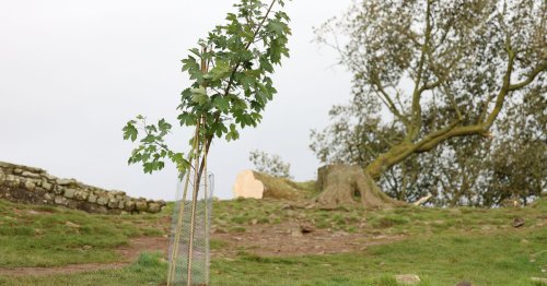 Sycamore Gap sapling planted just metres from where iconic tree stood will be removed