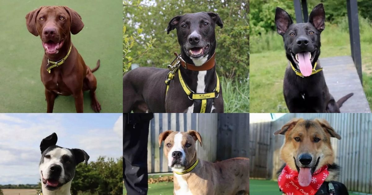 31 adorable dogs still looking for loving forever home after months in