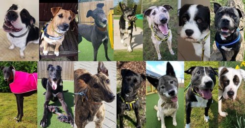 21 dogs and their beautiful faces wanting new loving owners