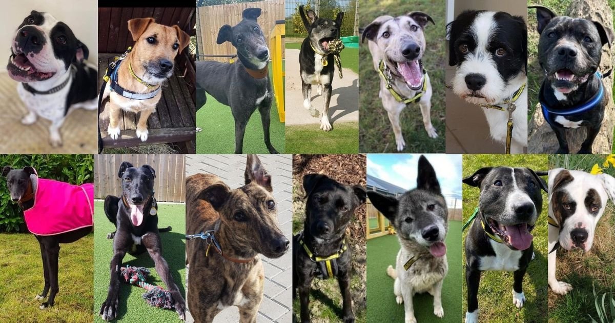 21 dogs and their beautiful little faces wanting some of you to become their new loving owners