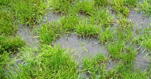 Transform waterlogged lawns into healthy grass with 'effective' drainage trick