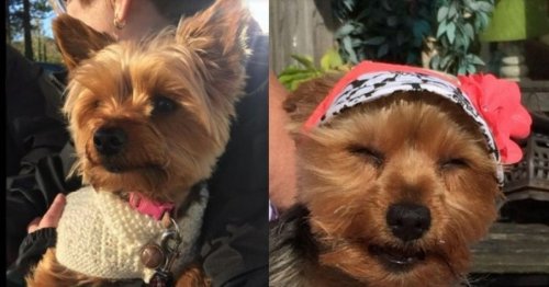 Family pet 'disembowelled' in horrific attack by vicious dog