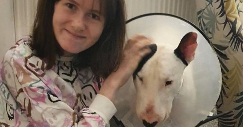 Doggy fosterers on how caring for poorly pups has helped mend family's broken hearts