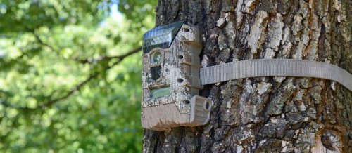 Best Trail Cameras For Hunting & Wildlife Monitoring In 2022