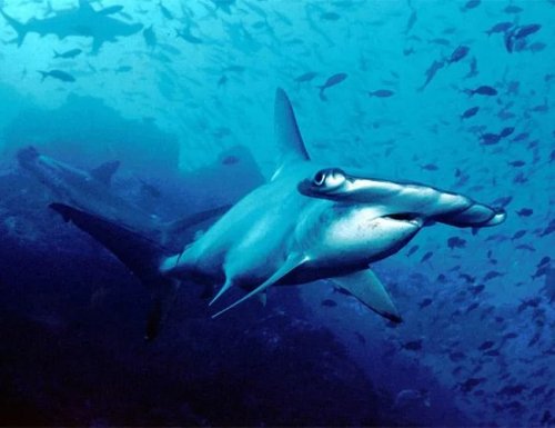 Perilous Waters: Five Best Places to Dive with Sharks