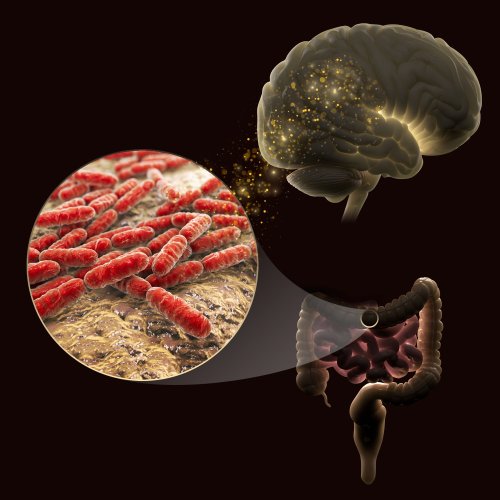 Researchers study links between gut bacteria and brain’s memory function