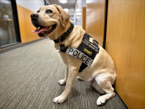 Meet Nala, the police dog that sniffs out electronic devices to fight internet crimes against children