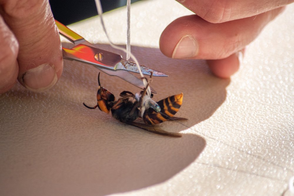 UW researcher put tiny tracking technology on giant hornets to help state deal with murderous pest