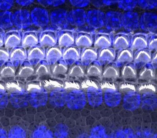 Protein Identified for New Hearing Hair Cell Development