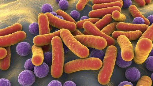 Helping Beneficial Bacteria Survive in the Human Gut