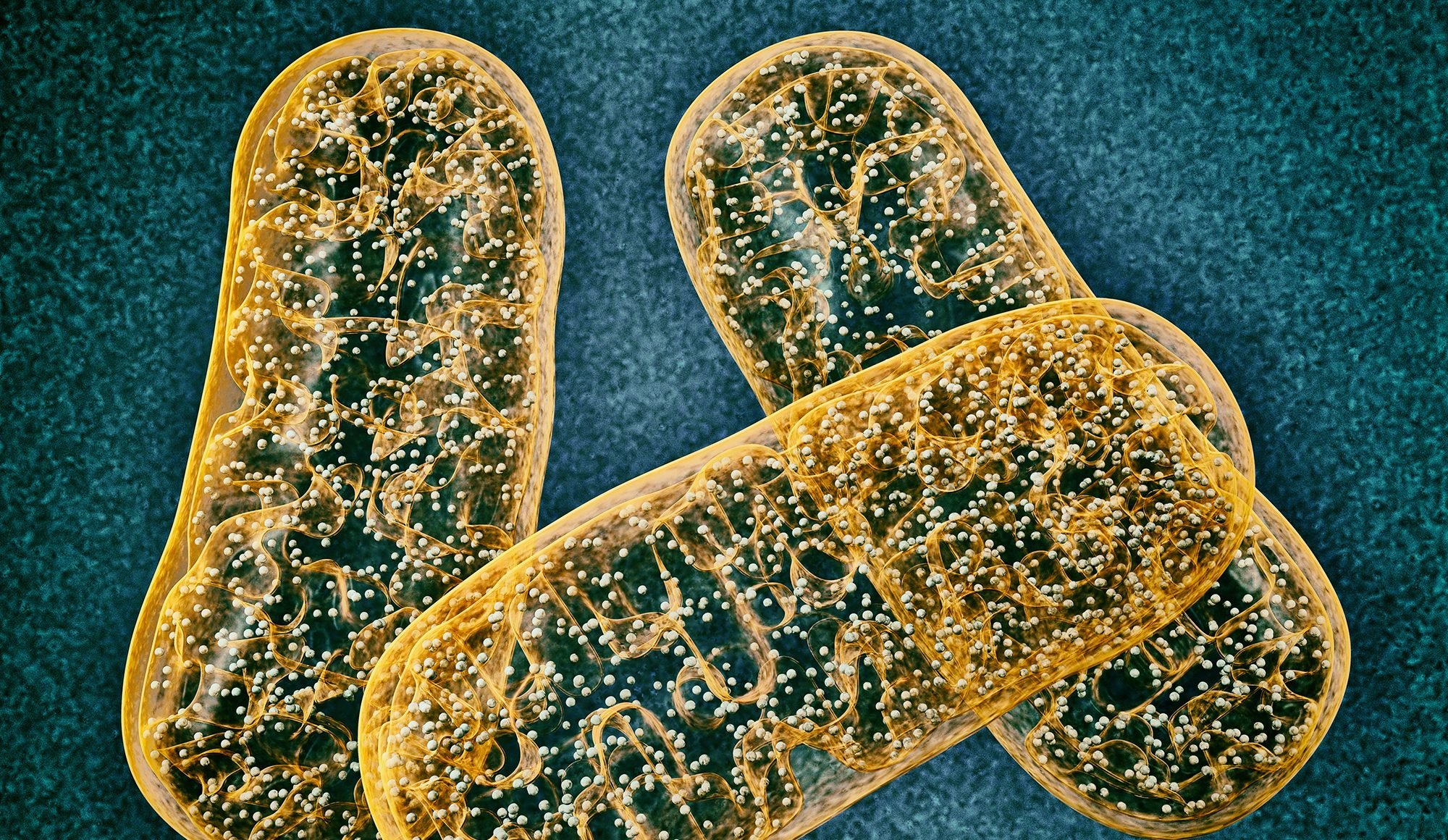 Mitochondrial Dysfunction May Be a Cause of Age-Related Cognitive Impairment