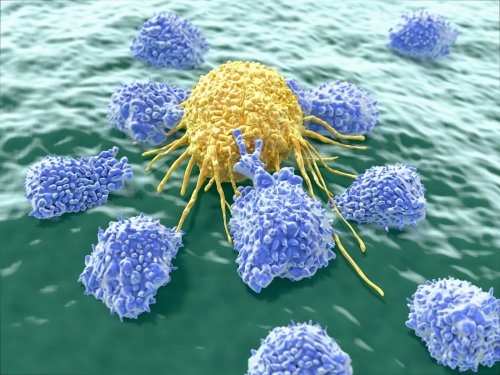 Chemotherapy-Resistant Breast Cancers Reveal New Immunotherapeutic Targets