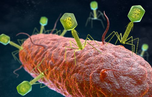 Phage Used to Clear Antibiotic-Resistant Lung Infection for Cystic Fibrosis Patient