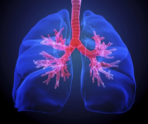 Researchers Discover Potential Link between COPD and the Gut Microbiome
