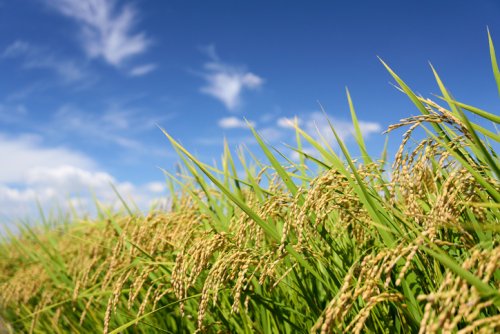 Pangenome Reference Incorporates 145 Wild and Cultivated Rice Genomes