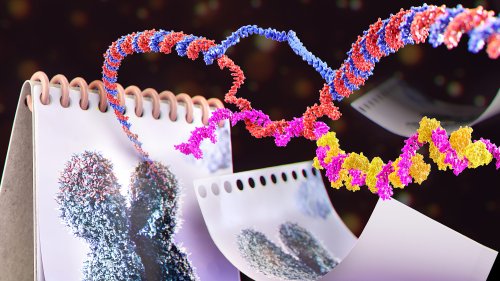 Telomere-Preserving RNA Guided by DNA Repair Enzyme