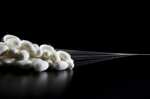 CRISPR Silkworms Make Spider Silk That Defies Scientific Constraints