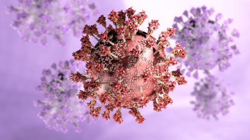 Coronaviruses Use ACE2 Receptor in Bats, Similar to SARS-CoV-2