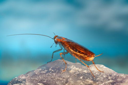 CRISPR Checks Into Cockroach Germline, Won’t Check Out