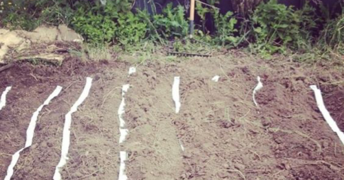 Simpler Klopapier-Trick erleichtert Gartenarbeit
