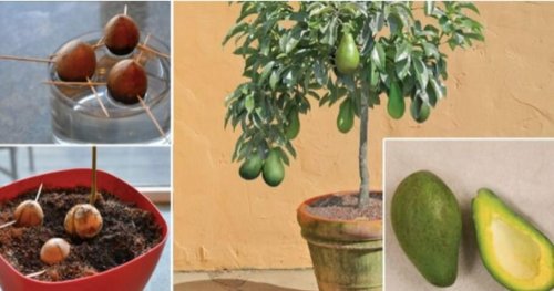 Women's Magazine – Stop Buying Avocados. Here’s How You Can Grow an Avocado Tree in a Small Pot at Home