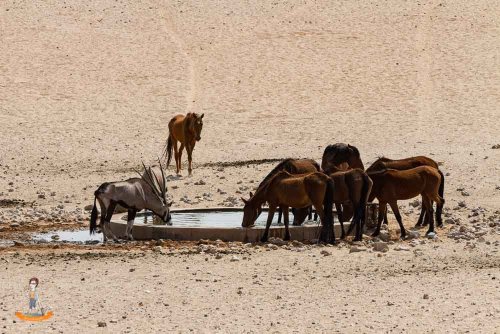 Die Wüstenpferde von Namibia – ein Wunder der Natur