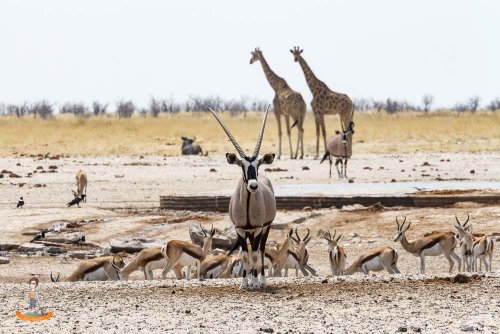 Etosha Nationalpark – Wissenswertes und Tipps