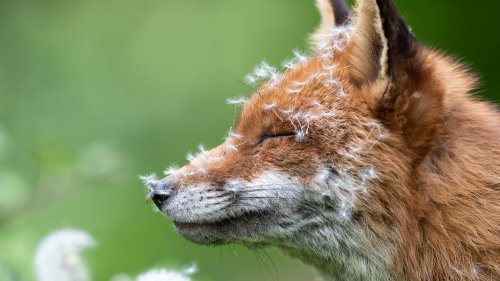 Wilde Tiere ganz nah: Die besten Wildlife-Fotografien aus Großbritannien