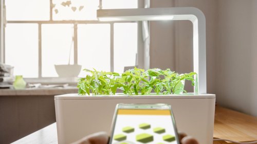 Indoor-Garten für zuhause: So züchten Sie jetzt ganz einfach Kräuter im Winter