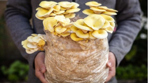 Champignon bis Kräuterseitling: Diese Pilze gibt es im praktischen Anzuchtset
