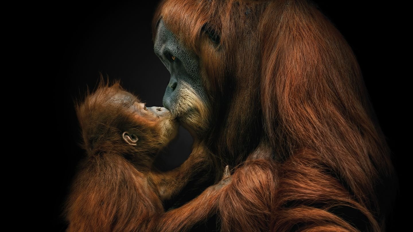 Tierfotografie Diese Bilder sind eine Liebeserklärung an die Tierwelt