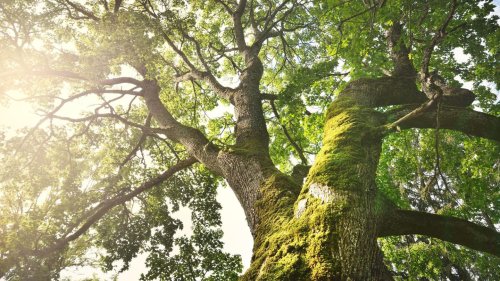 Wunderwerk Baum: Ein Jahr im Leben einer Eiche