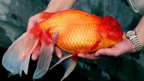 Fußballgröße: Warum Sie einen Goldfisch nicht aussetzen sollten