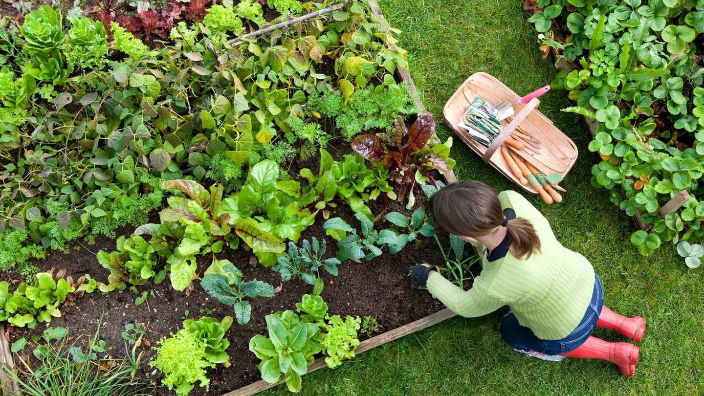 Gemüsegarten Beetplan: So gelingt der Einstieg in die Selbstversorgung