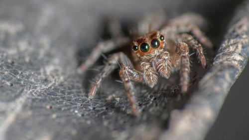 Heimische Spinnen: Diese Arten krabbeln durch Deutschland