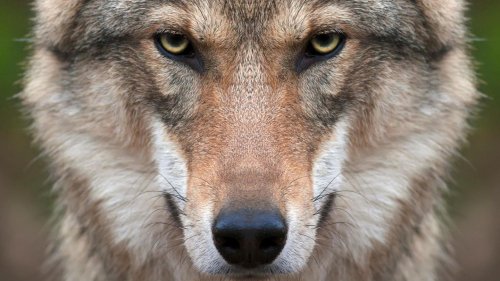 Auffallend aggressiver: Parasit macht Wölfe zu Rudelführern