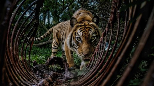 Umwelt-Fotopreis Zwischen Schönheit und Bedrohung: So überwältigend kann Naturfotografie sein
