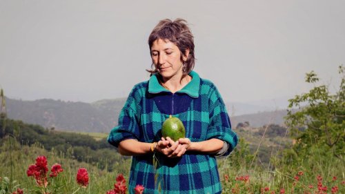 Ernten im Klima-Hotspot Siziliens Bauern tüfteln an der Landwirtschaft der Zukunft