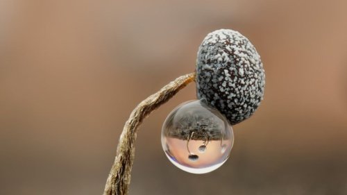Ganz nah dran: die "Close-up Photographer of the Year"-Challenge