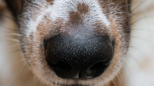 Freundschaft zwischen Hund und Mensch: War die Spürnase entscheidend?