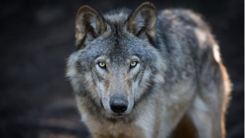 Wie verhält man sich richtig, wenn man einem Wolf begegnet?
